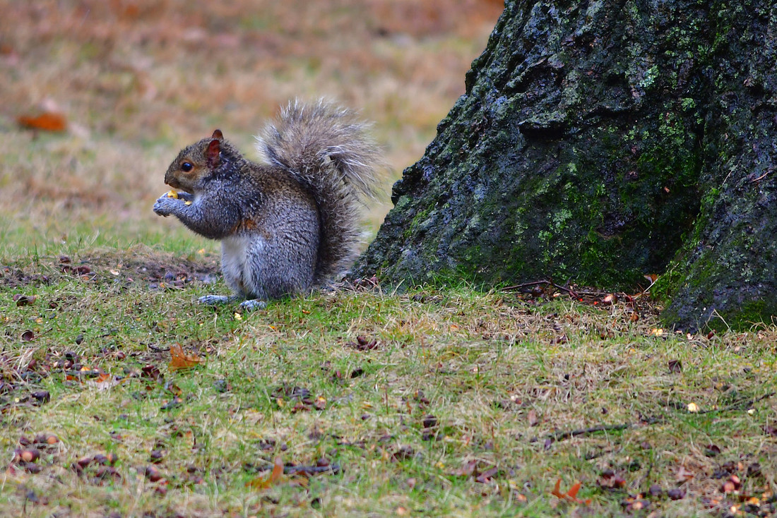 Wet Squirrel