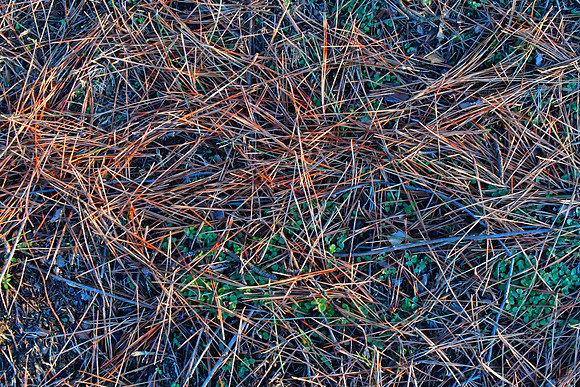Needles
