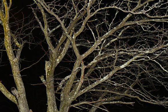 Spooky Tree