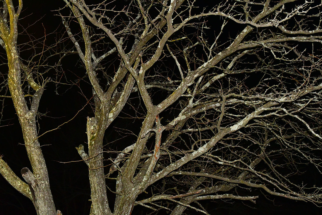 Spooky Tree