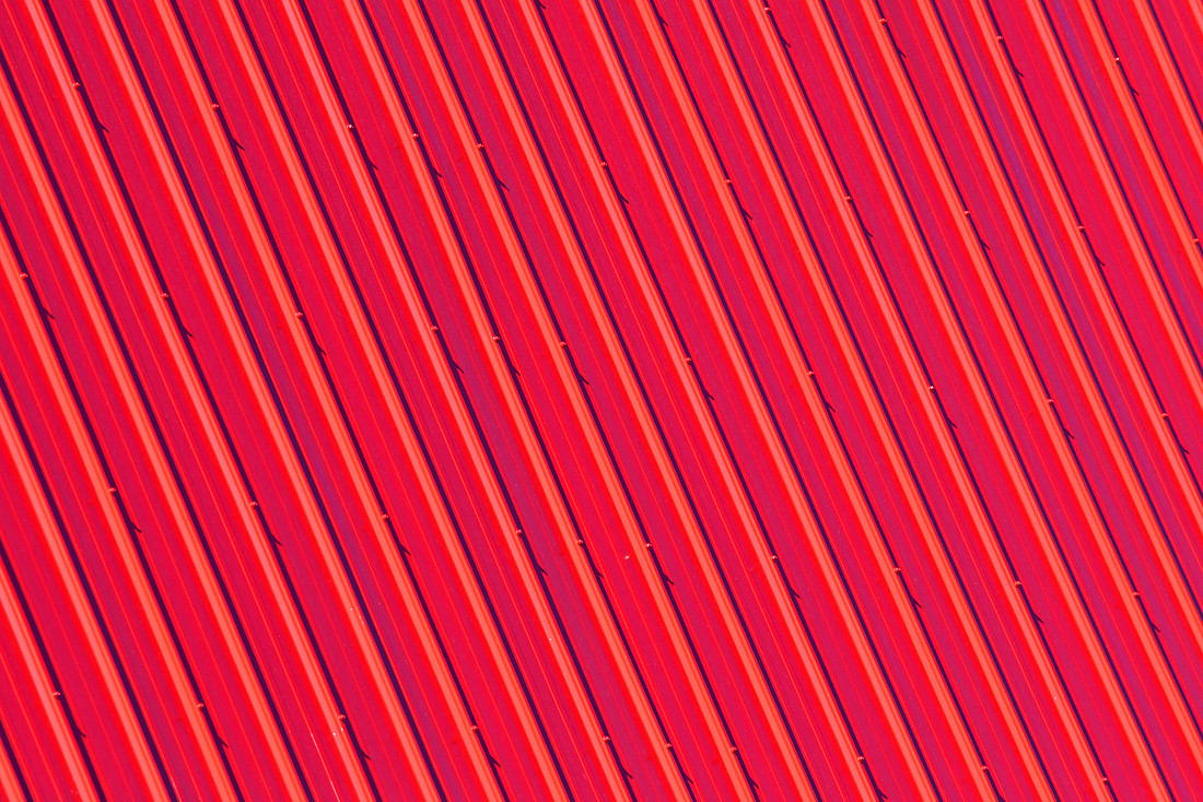 Red Ribs