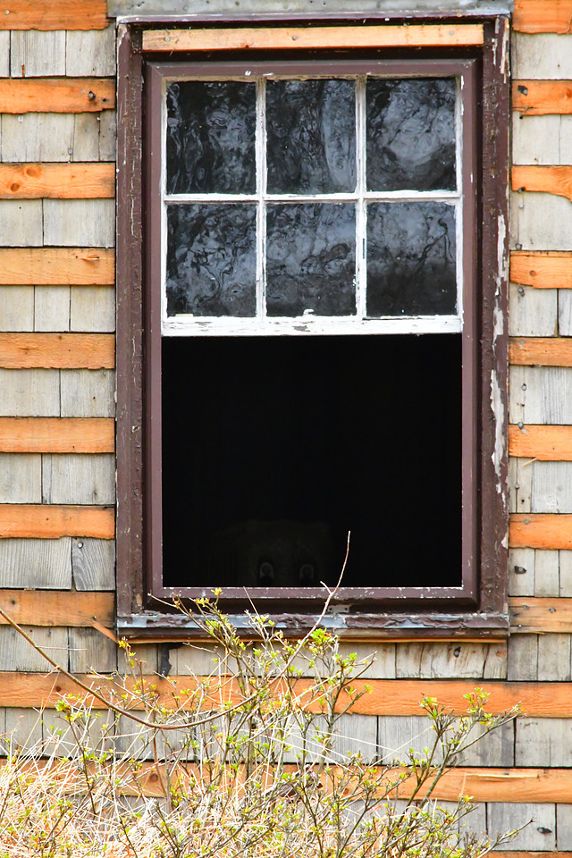 Window and Stripes