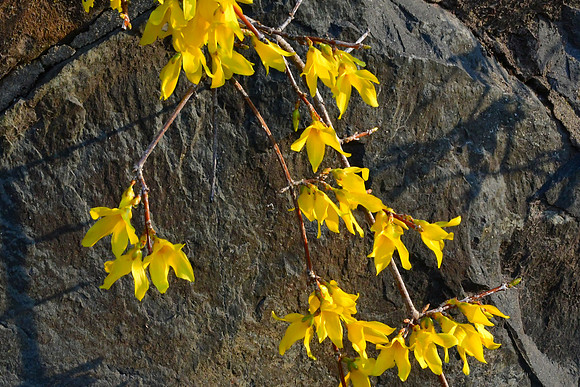 Spring on the Rocks