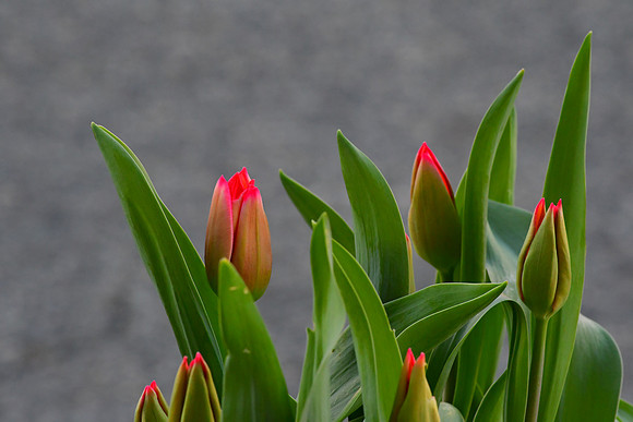 Spring Hint
