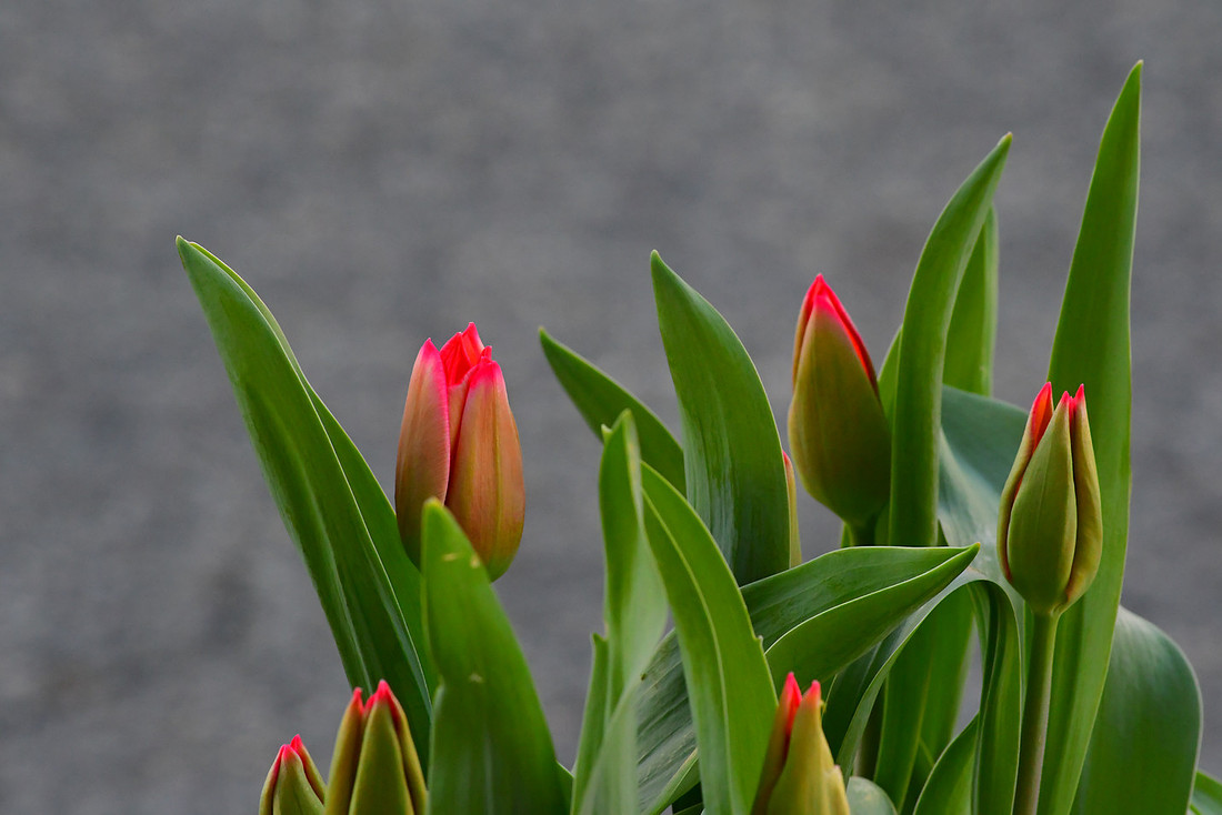 Spring Hint
