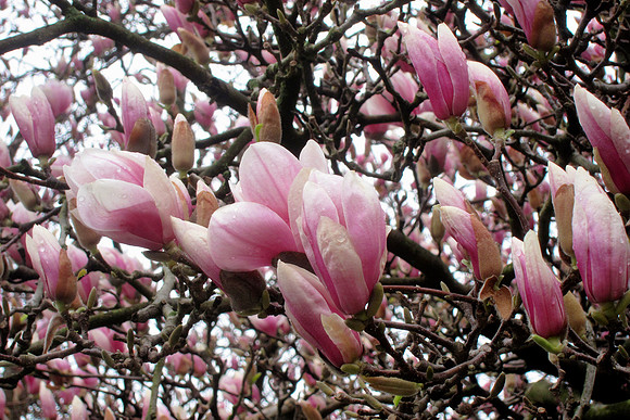 Magnolia Blossom