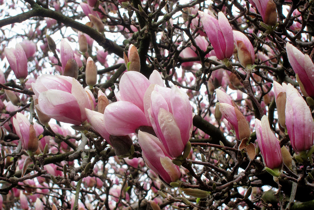 Magnolia Blossom