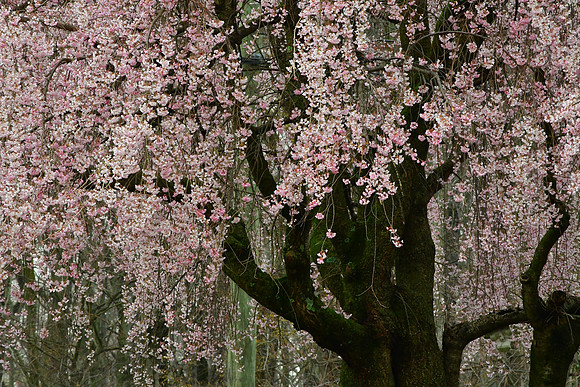 Cherry Blossom