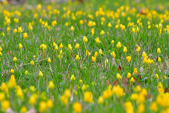 Flowers in the Lawn