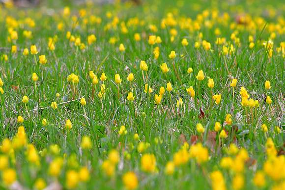 Flowers in the Lawn