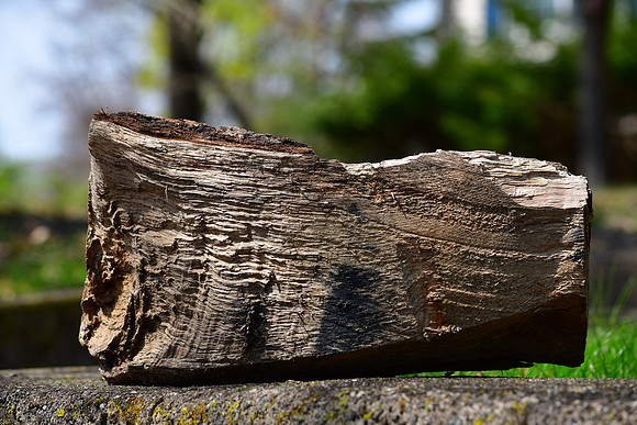 Log