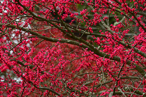 Red Buds