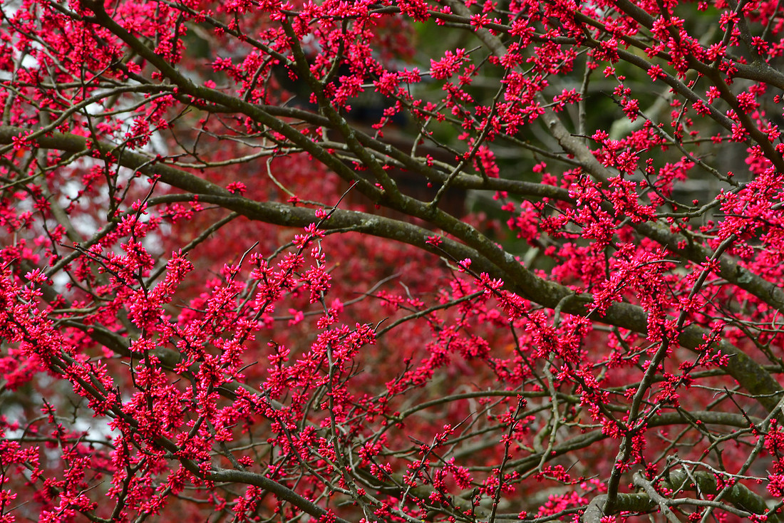 Red Buds