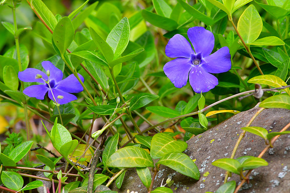 Five Petals