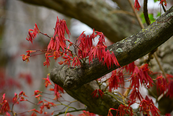 Red Leaves