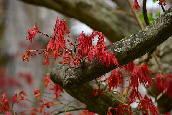 Red Leaves