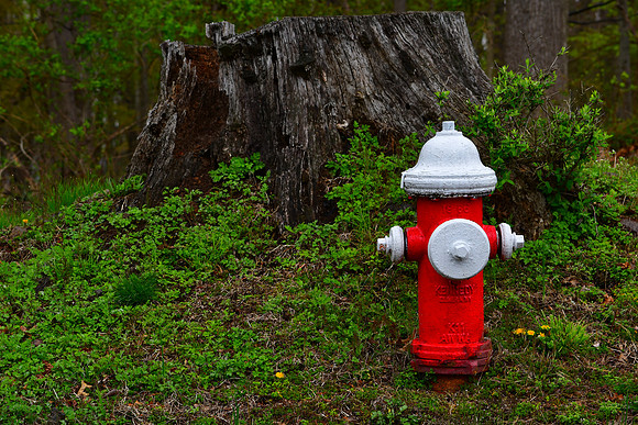 Stump and Hydrant