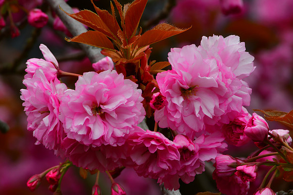 Pinkish