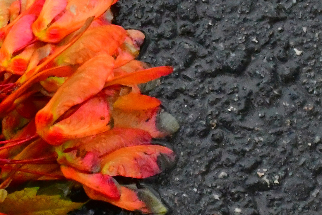 Maple Seeds