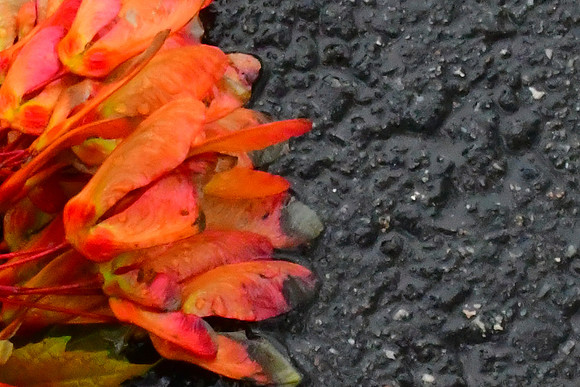 Maple Seeds