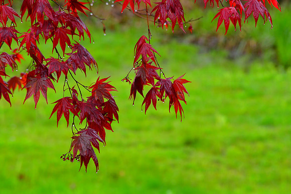 Wet Maple