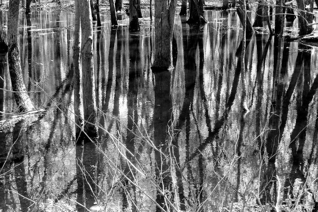 Meadow Reflections