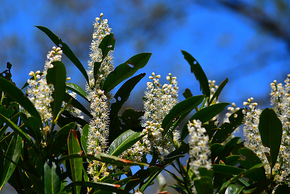 White Blossoms