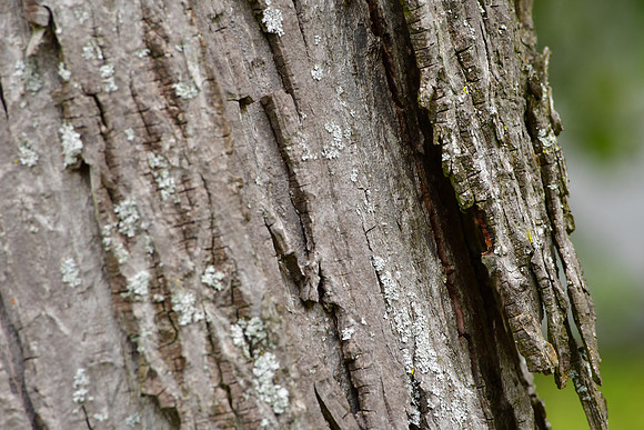 Broken Bark