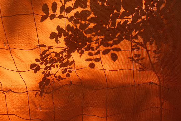 Orange Shadow
