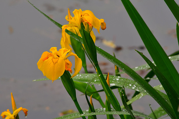Wet Irises
