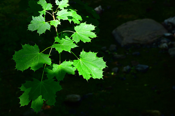 Spotlight Leaves
