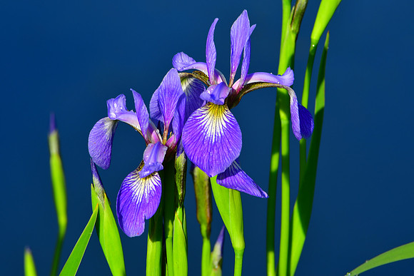 Two Irises
