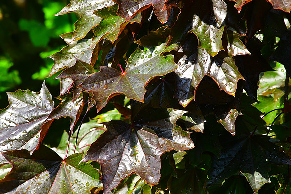 Wet Leaves