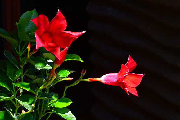 Red Flowers