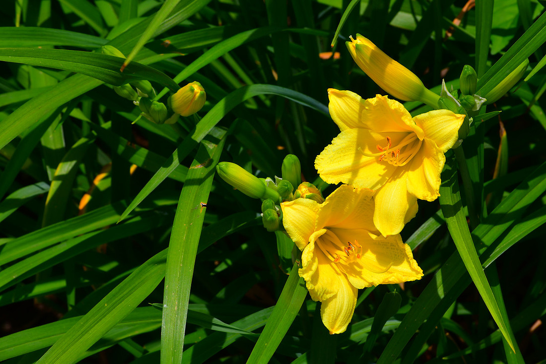 Today's Lily