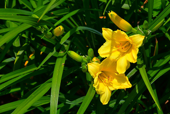 Today's Lily