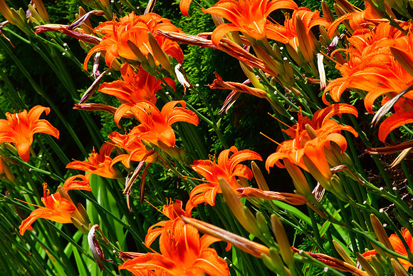 Plethora of Daylilies