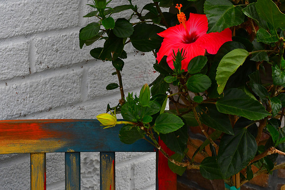 Hibiscus Seat