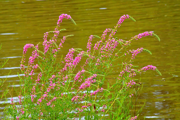 Pink Stalks