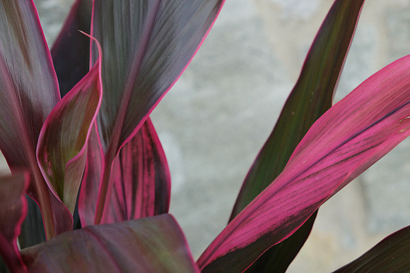 Red Leaf