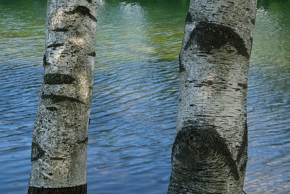 Black and White Birch