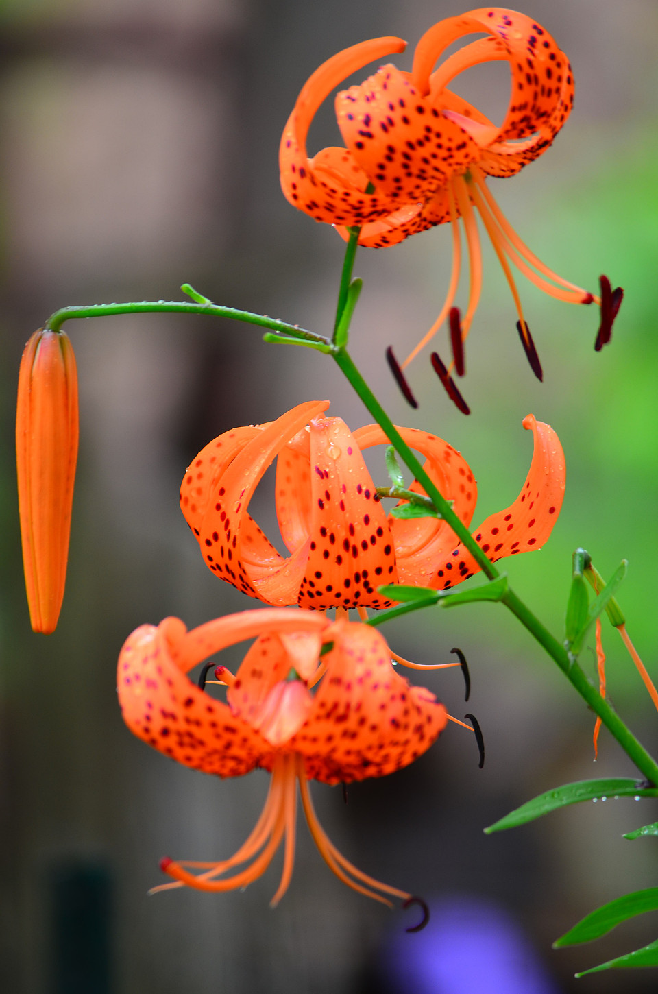 Spots and Drops