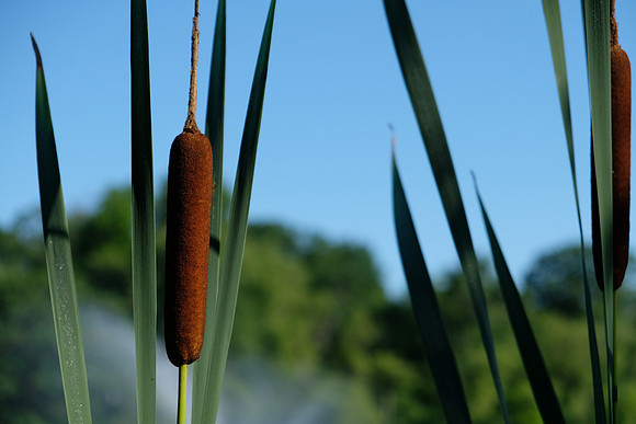 Cattail