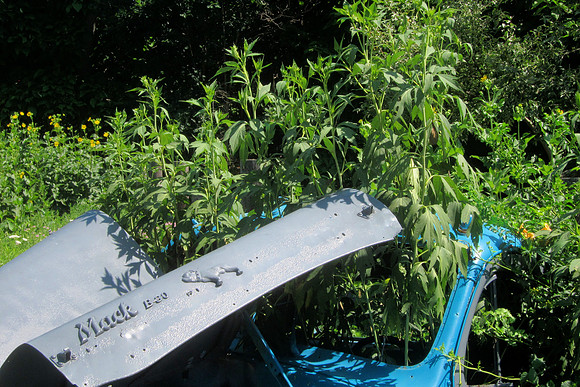 Weedy Mack