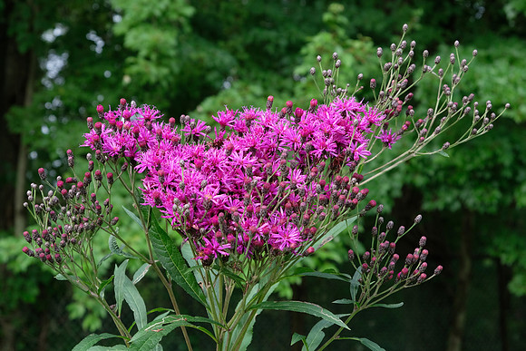 Bunch of Purple