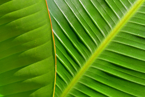 Green Ribs