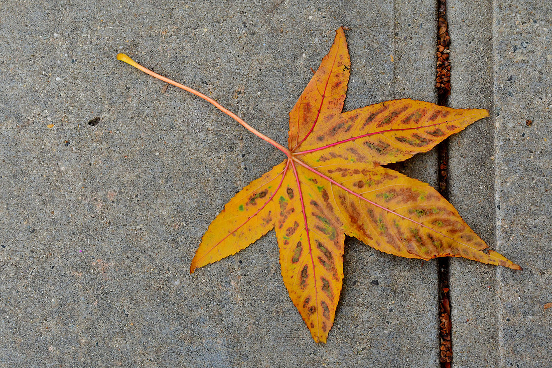 Sidewalk Leaf
