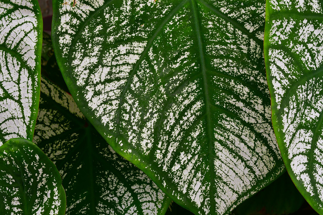 Green and White