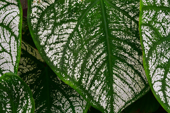 Green and White