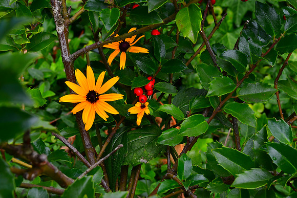 Holly Flowers